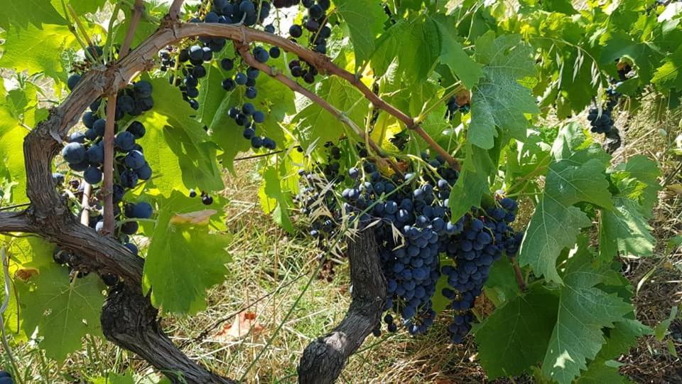 Agroturizem Hotel Vila Franceze Koman Εξωτερικό φωτογραφία